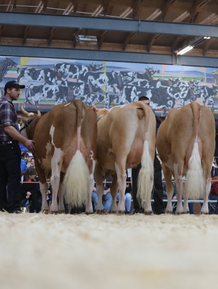 Expo Jeunes Éleveurs Simmental Romands