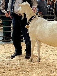 Chèvrexpo