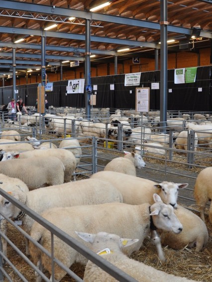 Marché-concours intercantonal du petit bétail