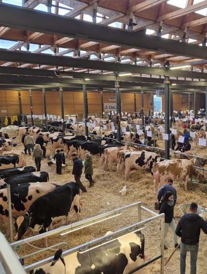 Expo Holstein et Red Holstein de la Sarine