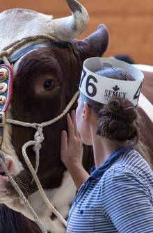 Le Marché-concours des taureaux de Bulle est annulé