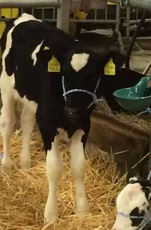 Expo Holstein et Red Holstein Glâne-Veveyse